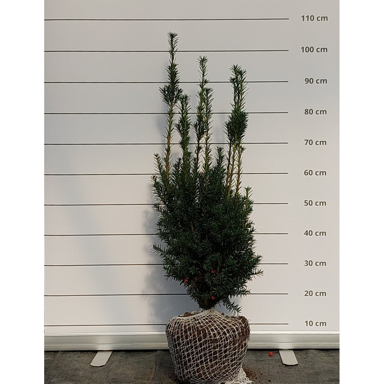 Hybrididegran – Taxus media 'Hicksii' - 50-60 CM RB